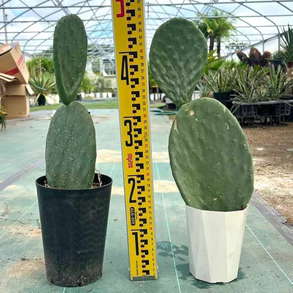 Amazon｜2段 ウチワサボテン バーバンク サボテン ドライガーデン